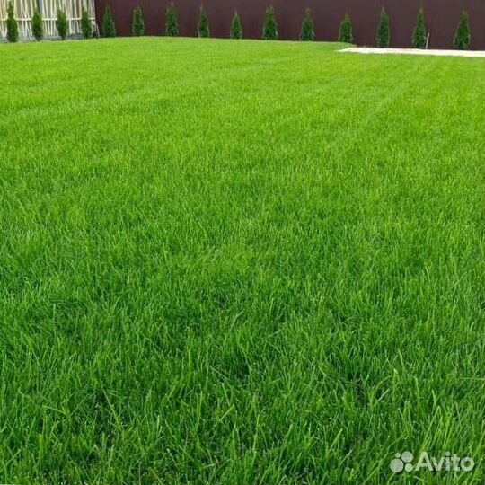 Рулонный газон, посевной газон