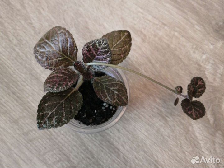 Эписции сортовые