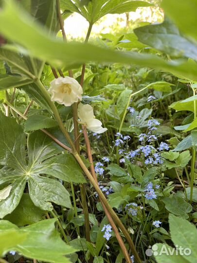 Подофил, ландыш, лабазник камчатский