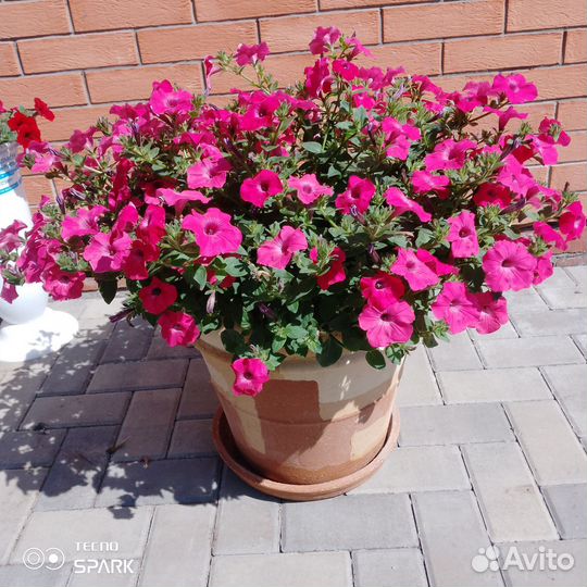 Петуния ампельная, черенки, рассада