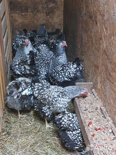 Виандот серебро. Яйцо инкубационное