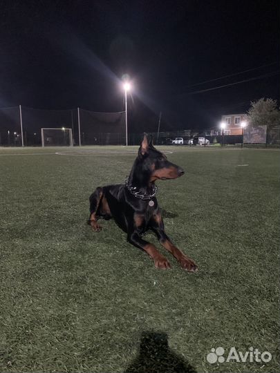 Доберман для фотосессии