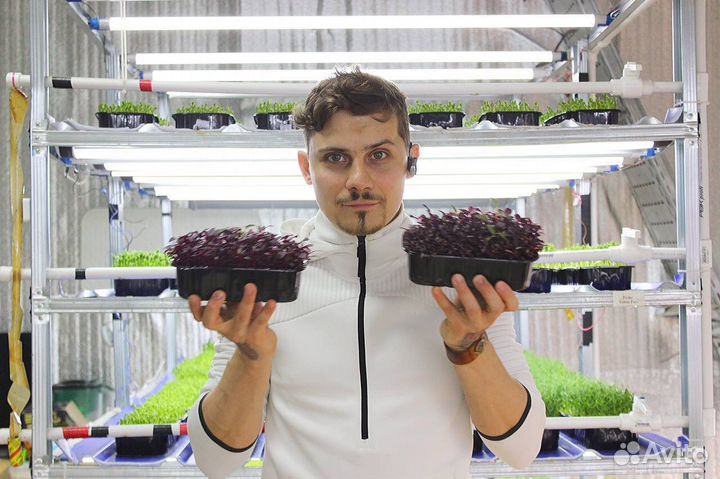 Семена для микрозелени оптом