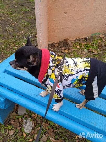 Одежда для маленьких собак