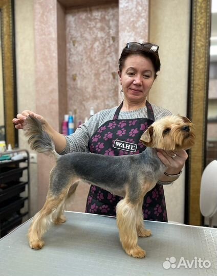 Груминг стрижка собак