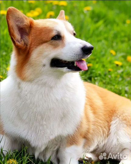 Вязка Кобель вельш-корги пемброк