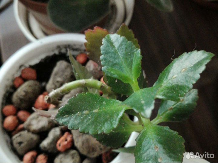 Детки эхиверий, каланхоэ