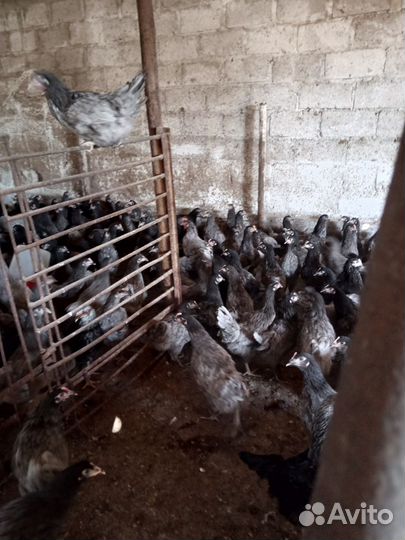 Куры молодка