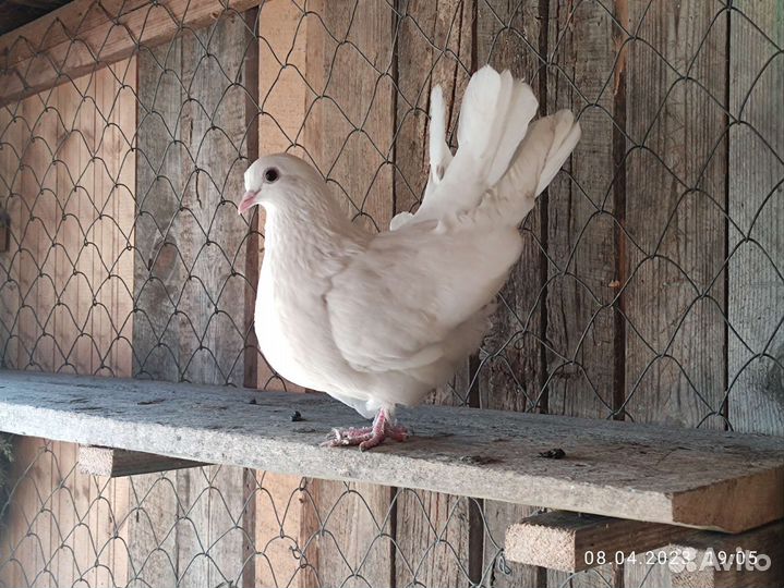 Статные голуби