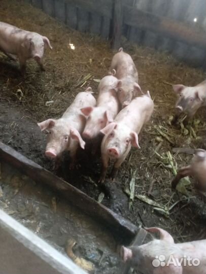 Поросенок ландрас с петреном