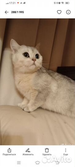 Кошечка