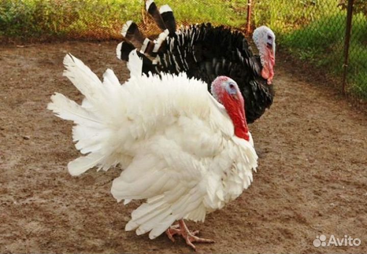 Мясо индейки домашнее