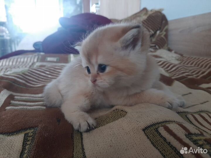 Британочка