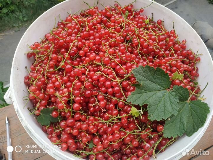 Красная и желтая смородина,яблоки чернянка,хрен