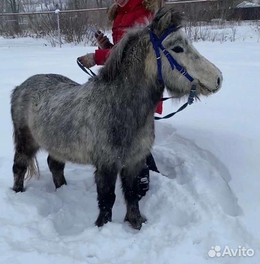 Пони