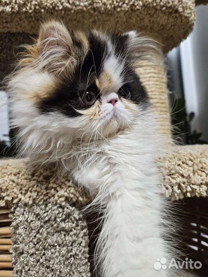 Персидская кошка