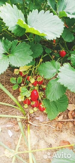 Усы виктории