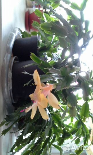 Растения комнатный цветок Декабрист