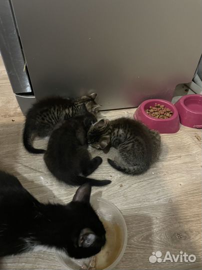 Котята в добрые руки