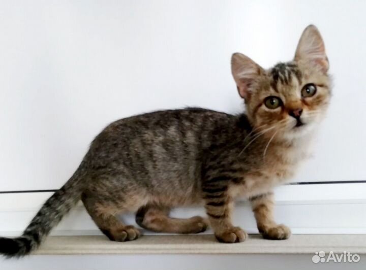 Кошечка в добрые руки