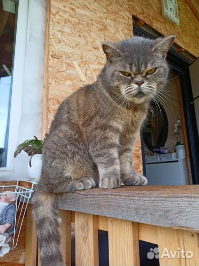 Шотландский кот