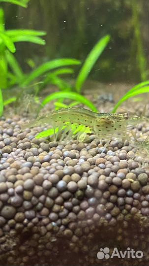 Аквариумные Креветки амано