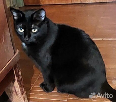 Черный кот Дёма