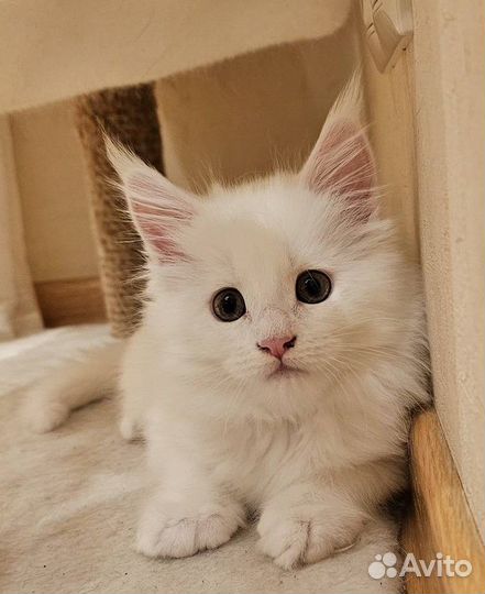 Котенок Мейн-кун Девочка