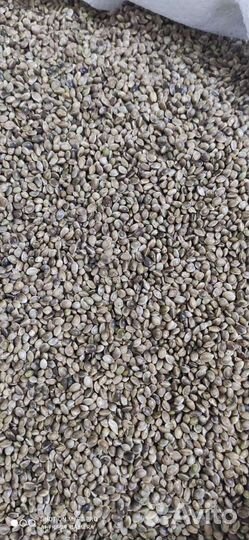 Семена конопли