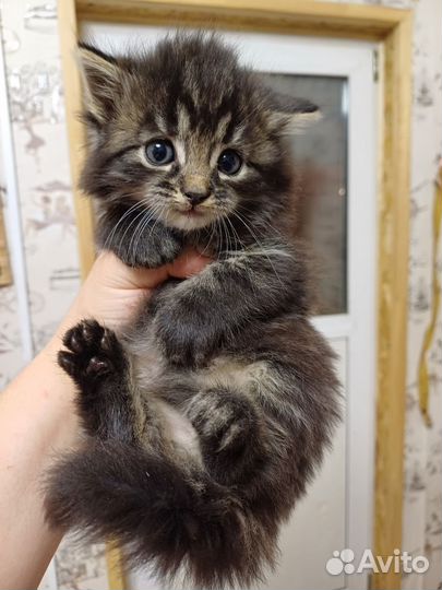 Котенок в дар