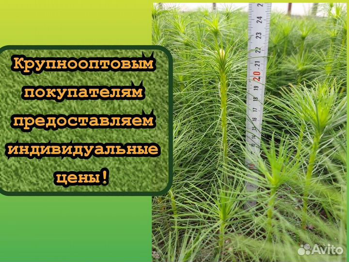 Сеянцы в кассетах зкс ели и сосны