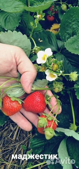 Саженцы клубники Маджестик