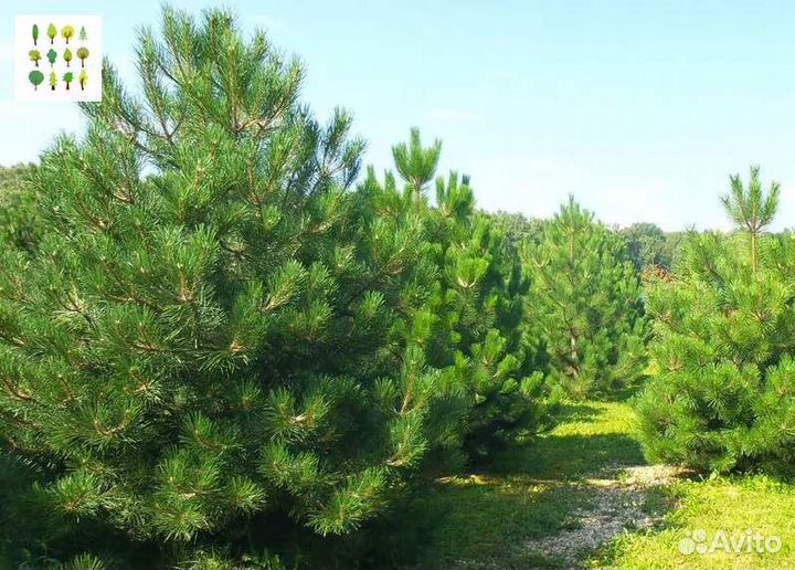 Крупномер сосна с гарантией опт