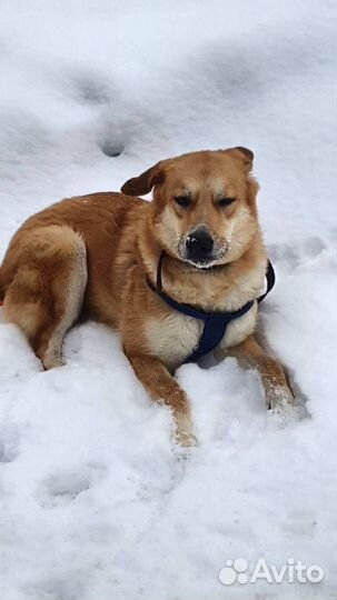 Уму бросили хозяева