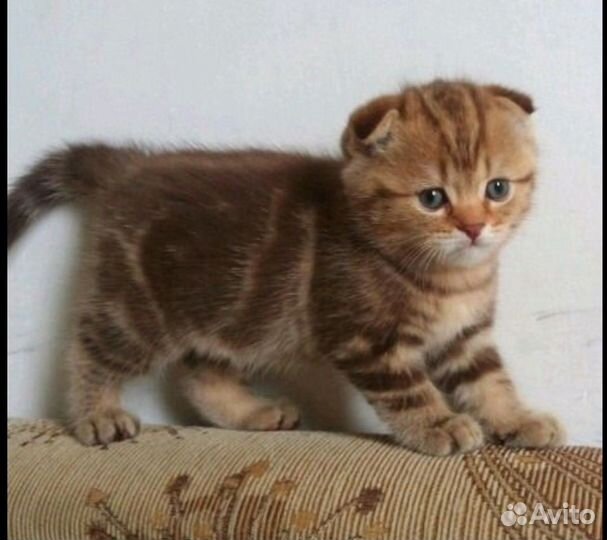 Шотландский кот для вязки вислоухий