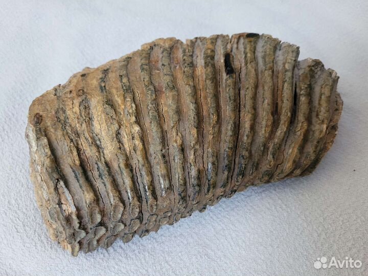 Зуб мамонта