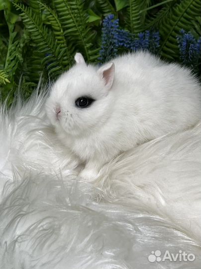 Самые миниатюрные кролики царские