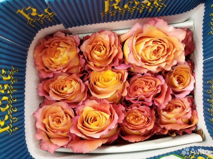 Голландские розы