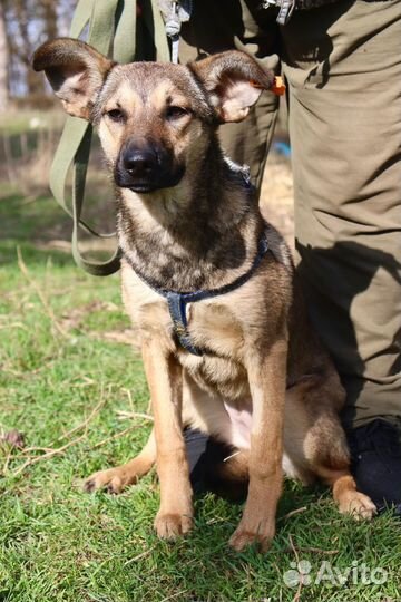 Щенок девочка Нора в добрые руки