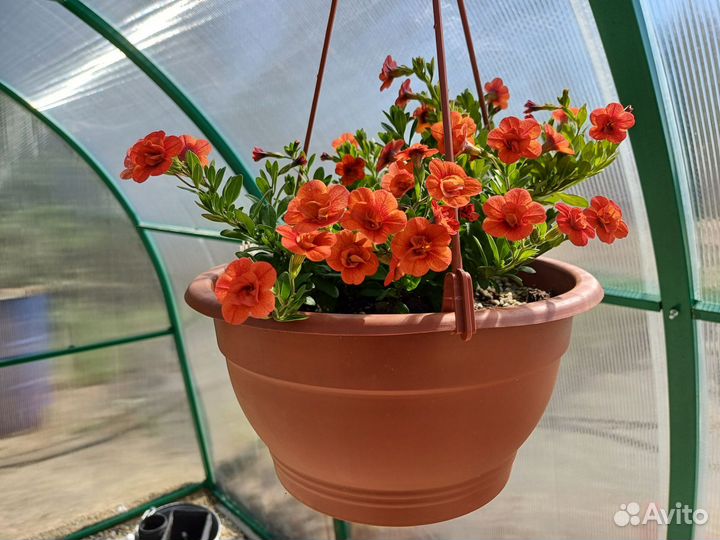 Калибрахоа в кашпо