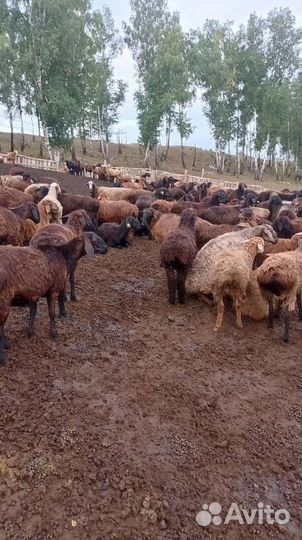 Овцы бараны живьём.на мяса