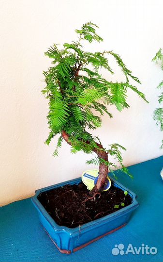 Хвойный бонсай