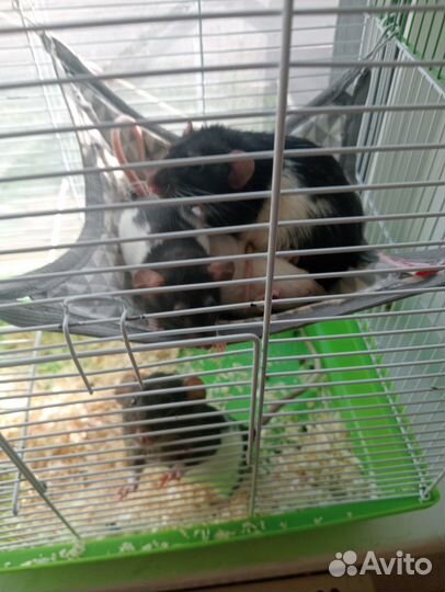 Крысы + клетка