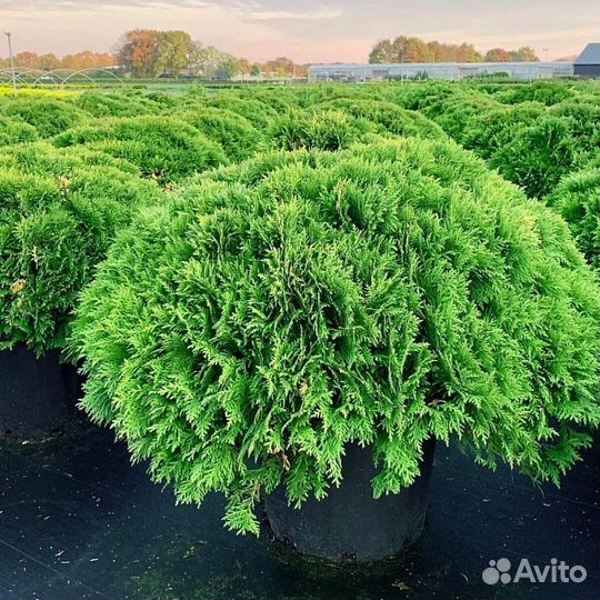 Туя западная 