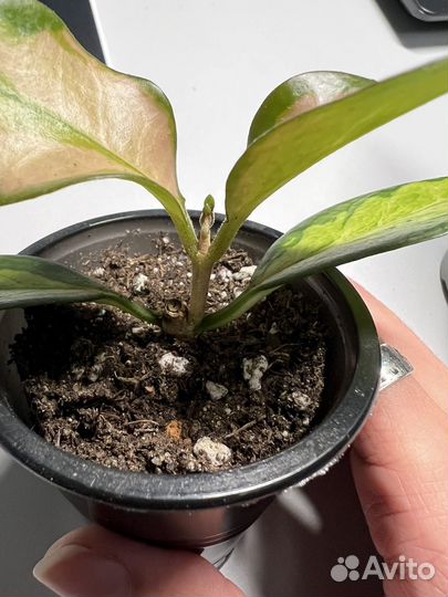 Хойя аустралис лиза