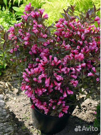 Вейгела Танго