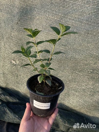 Гортензия Металлика Бонфайер и др