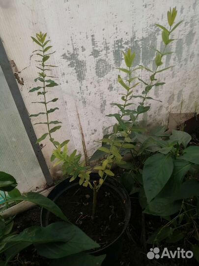 Ива Японская Хакура Нишики