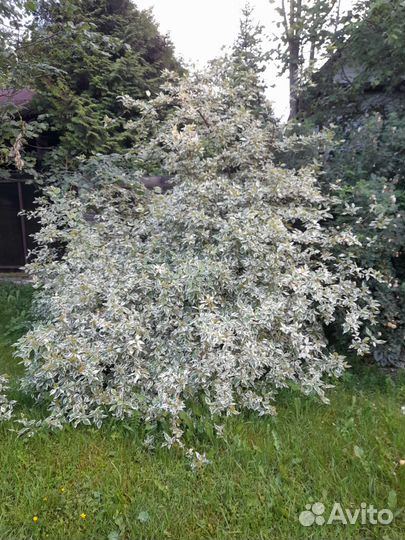 Дерен пестролистный, саженец