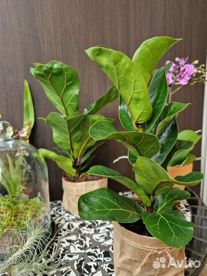 Фикус Лирата Бамбино